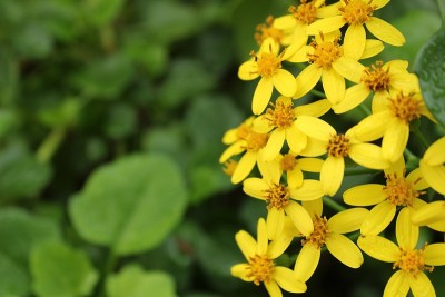 在花园里的花