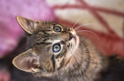 小猫手表