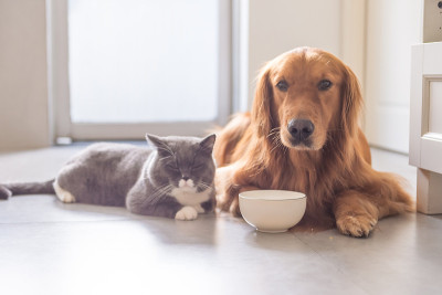 英国短毛猫和金毛猎犬