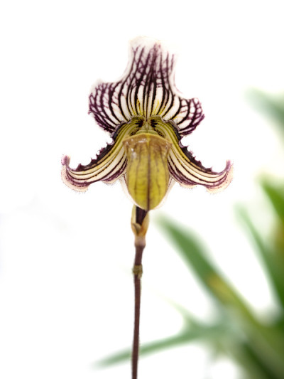 西方的兰花,Paphiopedilum