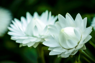花盛开