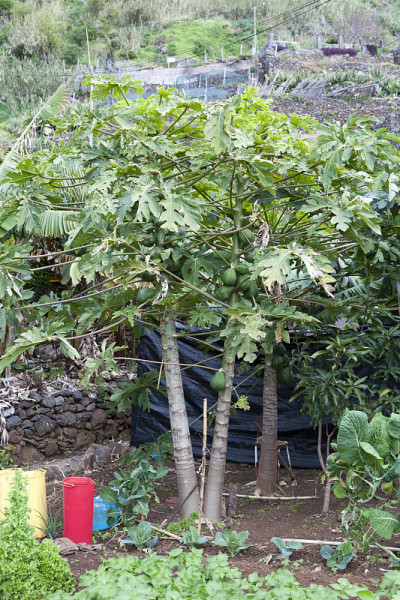 木瓜树