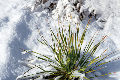 沙漠勺丝兰植物与雪。