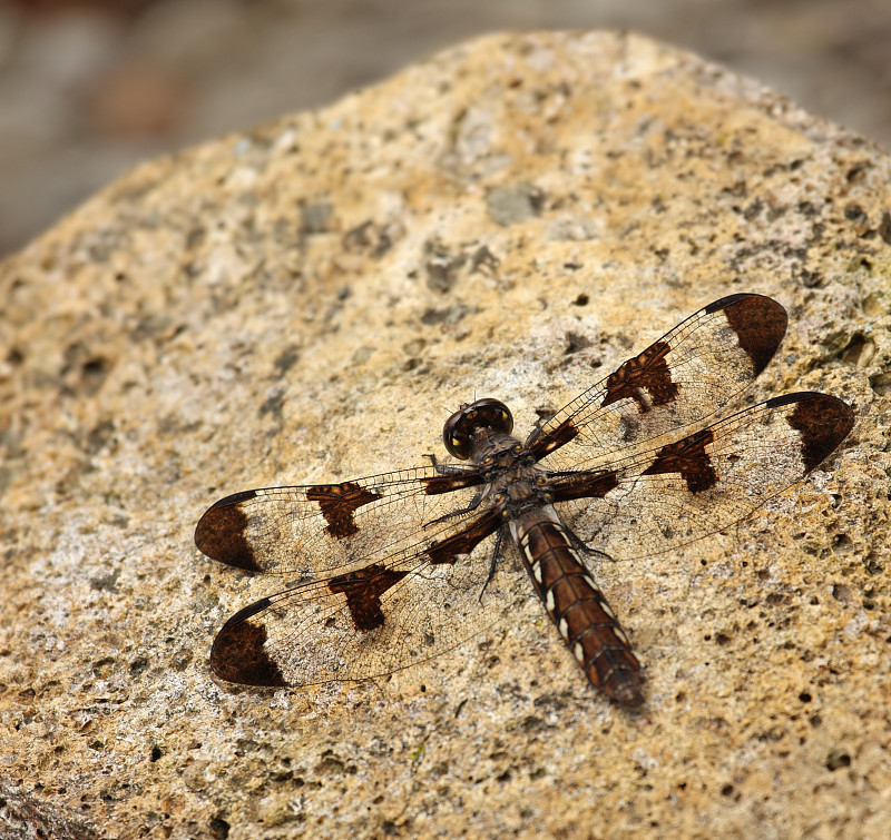 白尾蜻蜓(platthemis lydia)