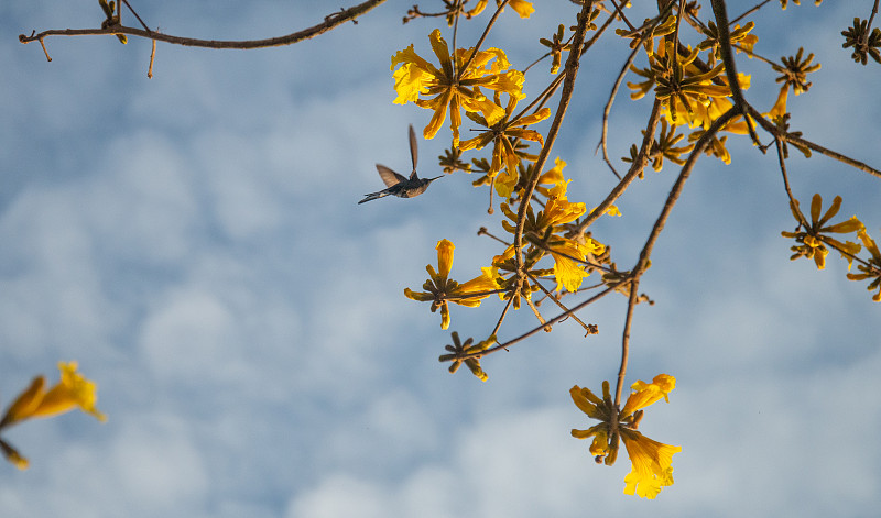 蜂鸟在Ipê树(ipê花)(Handroanthus albus)