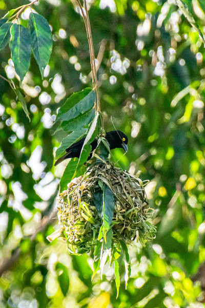 Vieillot's Black Weaver (Ploceus nigerrimus)恩德培，乌干