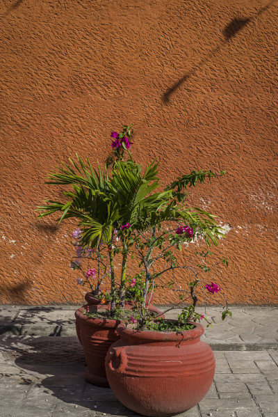 花盆