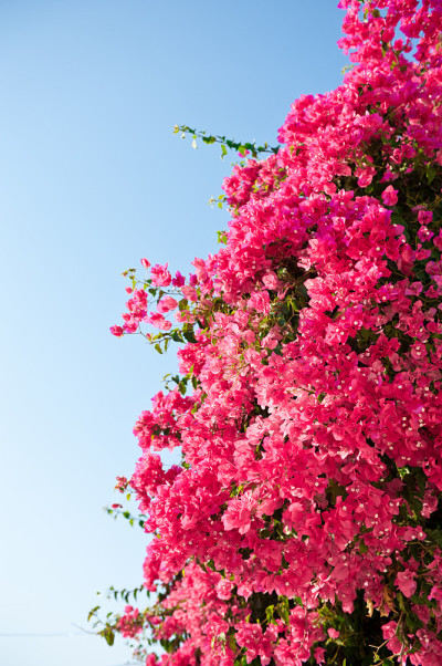 叶子花属