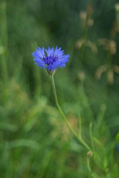 矢车菊