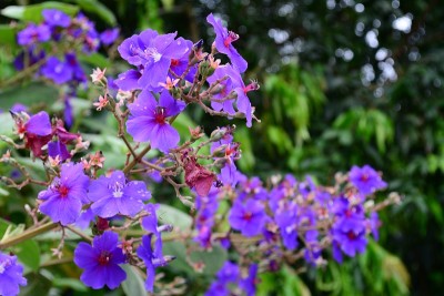 美丽的蓝花