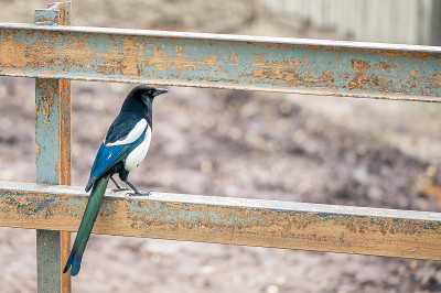 鹊科的喜鹊(异食癖)栖息在围栏上