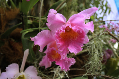 Cattleya orchid