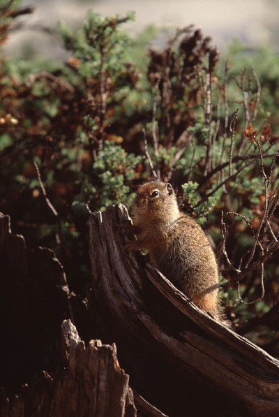 金毛地松鼠(callospermoophilus Lateralis)