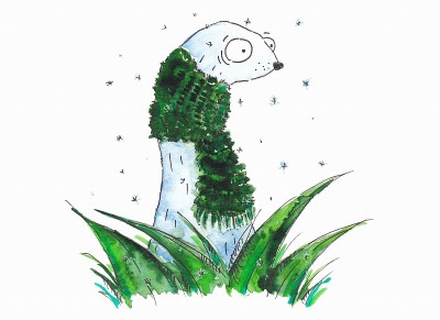 白色的雪貂