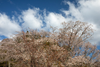 吉野山的樱花