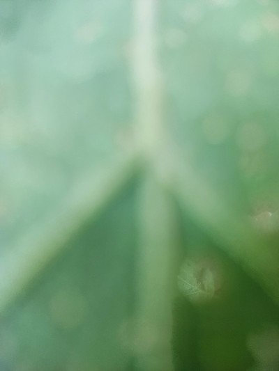 木瓜叶