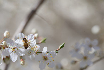 一只蜜蜂(Apis mellifera)在杏树(Prunus armeniaca)精致的白色花朵上。