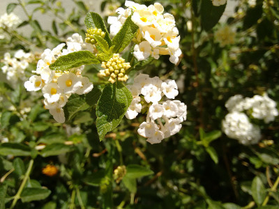 马樱丹属花