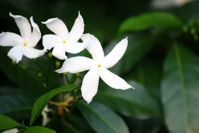 黑纱茉莉花