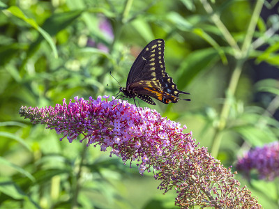 Papilio troilus，香料灌木燕尾蝶
