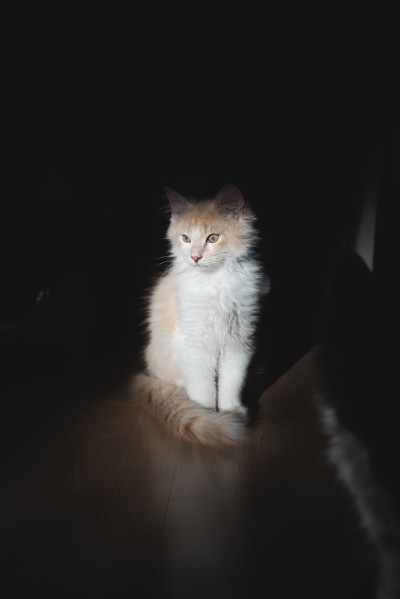 小猫站在阳光下