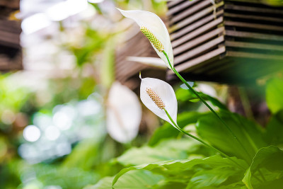 花烛属植物开花植物。红掌的白色花朵。植物学/园艺。