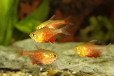 水族鱼红火四环鱼丝苔苔藓火龙鱼里约热内卢热带四环鱼