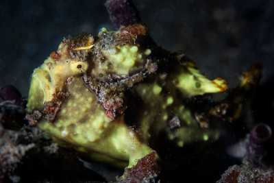 霍格Frogfish