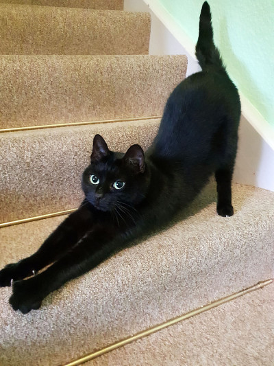 黑猫在楼梯上伸懒腰