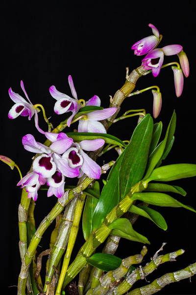 石斛兰花。