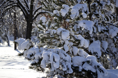 树枝上有雪