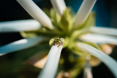 美丽Shieldbug