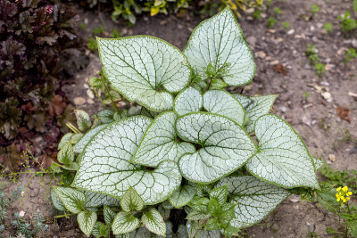 花园中的心叶褐飞虱，西伯利亚褐飞虱(褐飞虱macrophylla 'Jack Frost ')