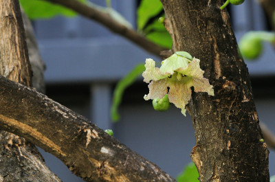 花园里的野生葫芦