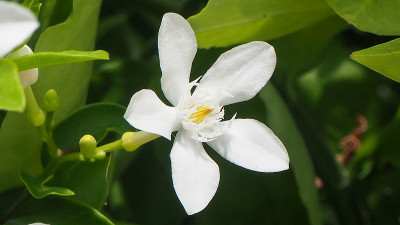 热带白花，桑巴基塔茉莉花，以自然模糊的绿色背景，在泰国，宏观。