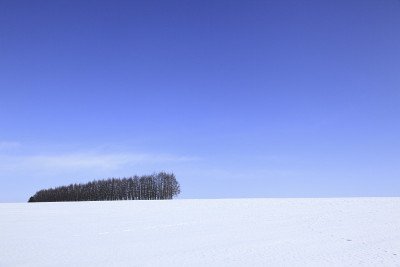 雪田间防护林带