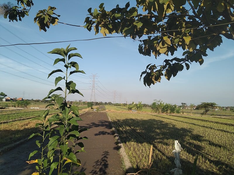 稻田里的高压电线杆