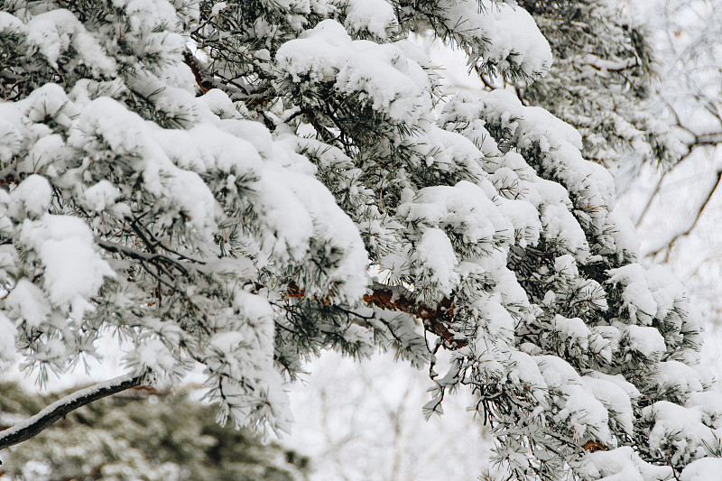 针叶树枝下密实层新雪，立冬在森林中