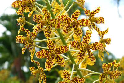 世界上最大的兰花“豹花”