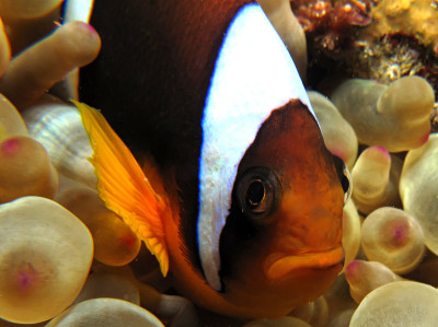 Anemonefish
