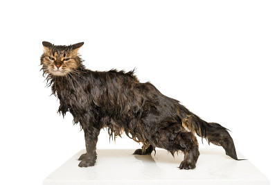 一只湿猫站在桌子上。孤立的白色背景。