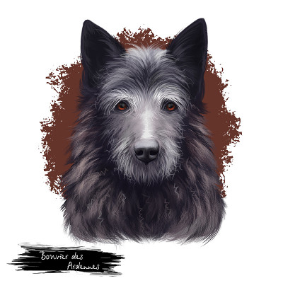 布维埃·德·阿登犬种稀有犬种，来自比利时孤立的白色背景数字艺术插图，布维埃·德·阿登中等长度，粗糙，