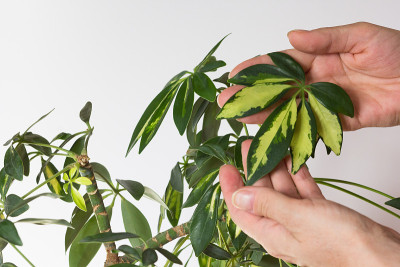 Woman hand showing umbrella leaf among leaves crow
