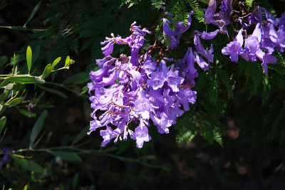 蓝花楹开花