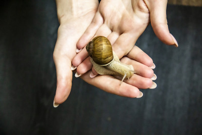 女人手里拿着一只葡萄蜗牛。
