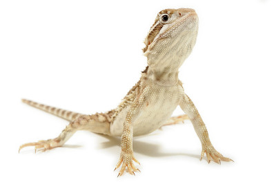 白底上的侏儒长须龙(Pogona henrylawsoni饰)