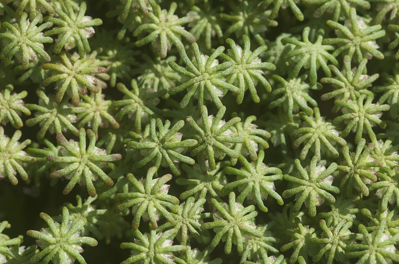 Marchantia polymorpha苔类