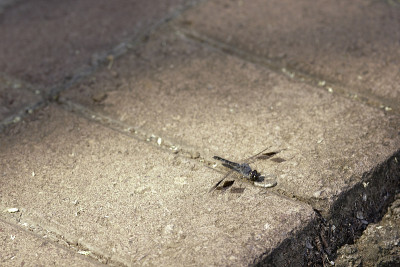 人行道上的带状斑纹蜻蜓(Brachythemis leucostita)
