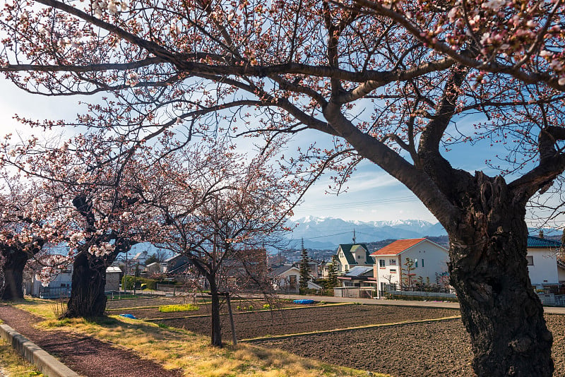 松本当地村庄的樱花