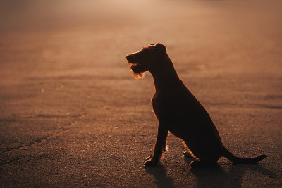 坐在夕阳下的爱尔兰梗犬